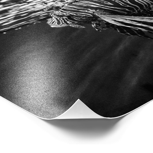 獅子魚 フォトプリント            (角)