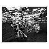 獅子魚 フォトプリント            (正面)