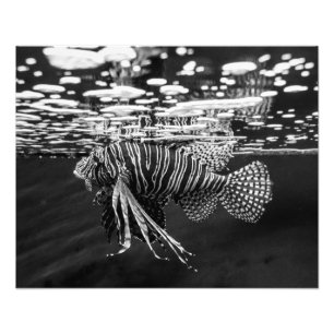 獅子魚 フォトプリント