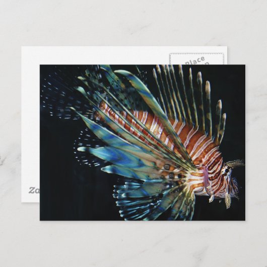 獅子魚 ポストカード (正面/裏面)