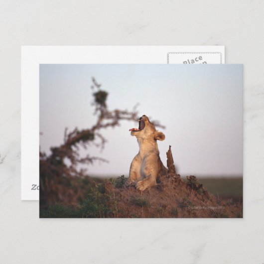 獅子7 ポストカード (正面/裏面)