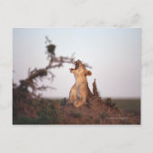 獅子7 ポストカード (正面)