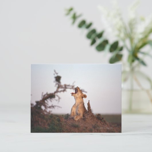 獅子7 ポストカード (スタンド正面)