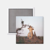 獅子7 マグネット (正面/裏面)