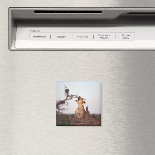 獅子7 マグネット (インサイチュ (食洗機))