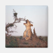 獅子7 マグネット (正面)