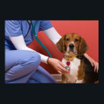 獣医を診てもらうかわいいビーグル犬 ポスター<br><div class="desc">かわいい若いビーグル犬をチェックしている獣医。お客様カスタマイズの文字、モノグラム、ロゴ、または個人的なメッセージを含む、この製品！(上クリックのオレンジカスタマイズ「it!」ボタン)</div>