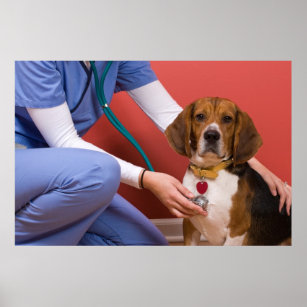 獣医を診てもらうかわいいビーグル犬 ポスター