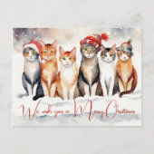 獣医クリニックのお水カラーのクリスマス猫 シーズンポストカード (正面)
