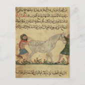 獣医救済が誕生に向かって与えいる ポストカード (正面)