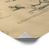 獣牛の牛の解剖学イラスト ポスター (角)