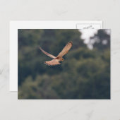 獲物を求めてホバリングするコモン・ケストレル ポストカード (正面/裏面)