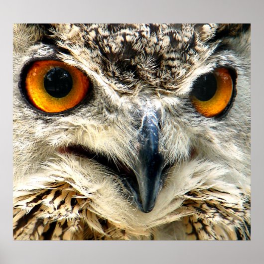 獲物を狙う ポスター (正面)