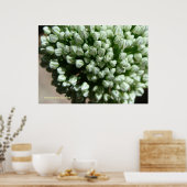 玉ねぎ花芽 ポスター (キッチン)