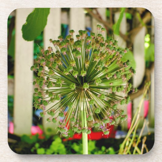 玉ねぎ コースター (正面)