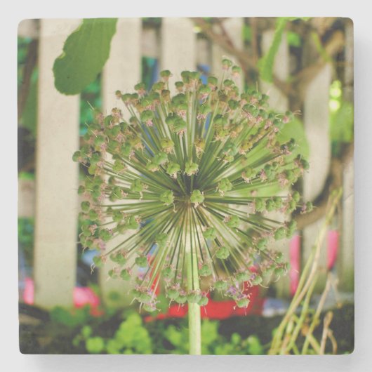 玉ねぎ ストーンコースター (正面)