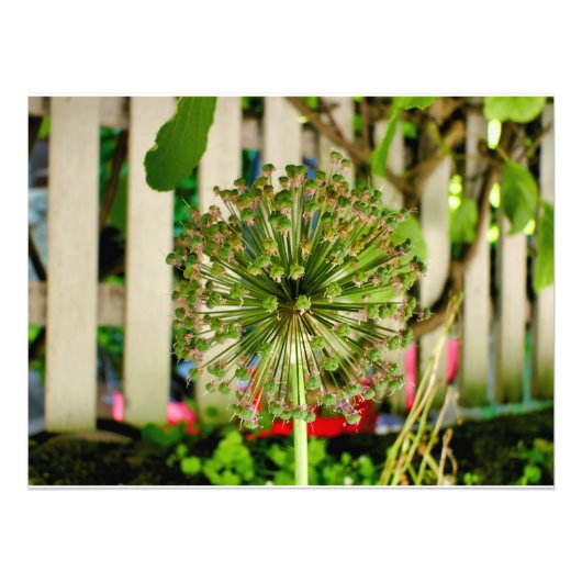 玉ねぎ フォトプリント            (正面)