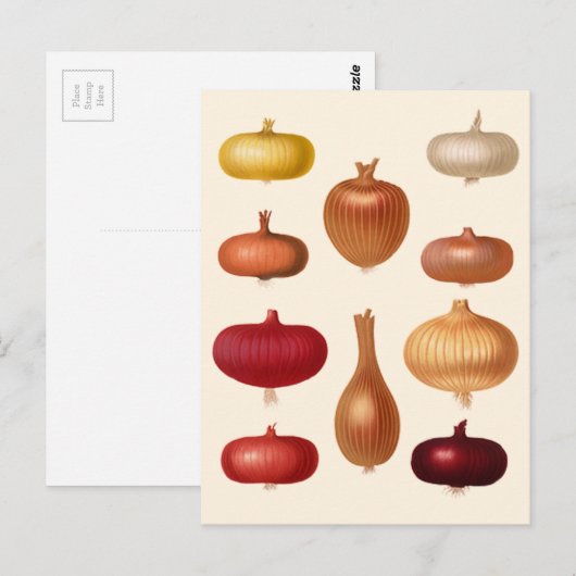 玉ねぎ ポストカード (正面/裏面)