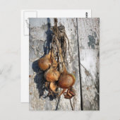 玉ねぎ ポストカード (正面/裏面)