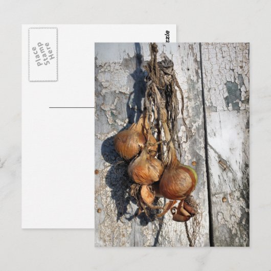 玉ねぎ ポストカード (正面/裏面)