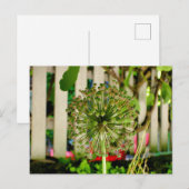 玉ねぎ ポストカード (正面/裏面)