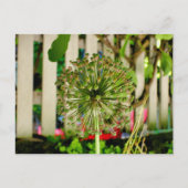 玉ねぎ ポストカード (正面)