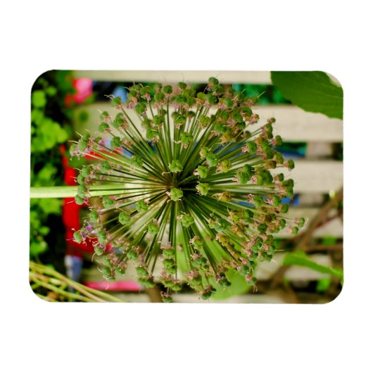 玉ねぎ マグネット (横)