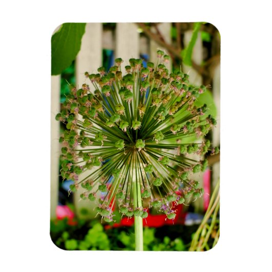 玉ねぎ マグネット (縦)