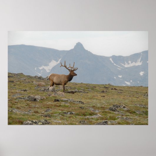 王位に就く ポスター (正面)