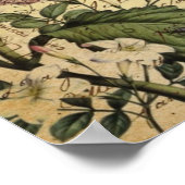 王冠あじさい鳥のフランスの植物 ポスター (角)