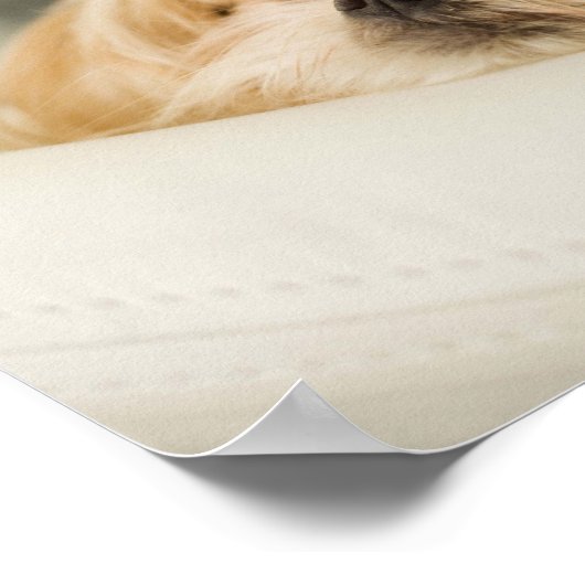 王冠を持つ犬 ポスター (角)