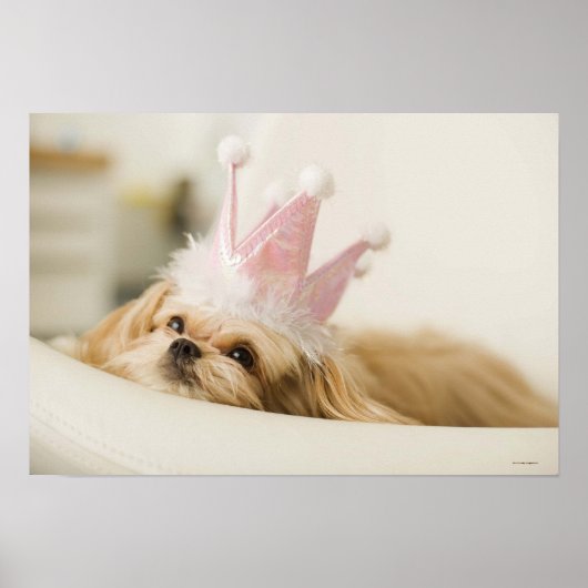 王冠を持つ犬 ポスター (正面)