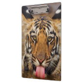 王室のなベンガルトラの幼いこども、飲料水 クリップボード (左)