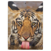 王室のなベンガルトラの幼いこども、飲料水 クリップボード (裏面)