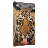 王室のなベンガルトラの幼いこども、飲料水 クリップボード (右)