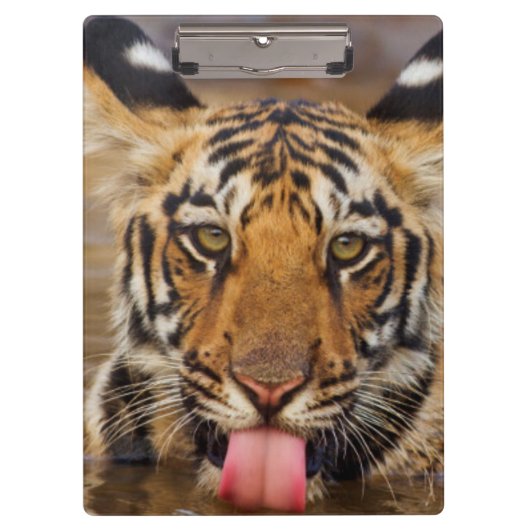 王室のなベンガルトラの幼いこども、飲料水 クリップボード (正面)