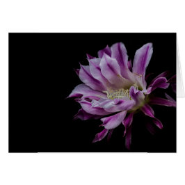 王室のな紫色および白の開花