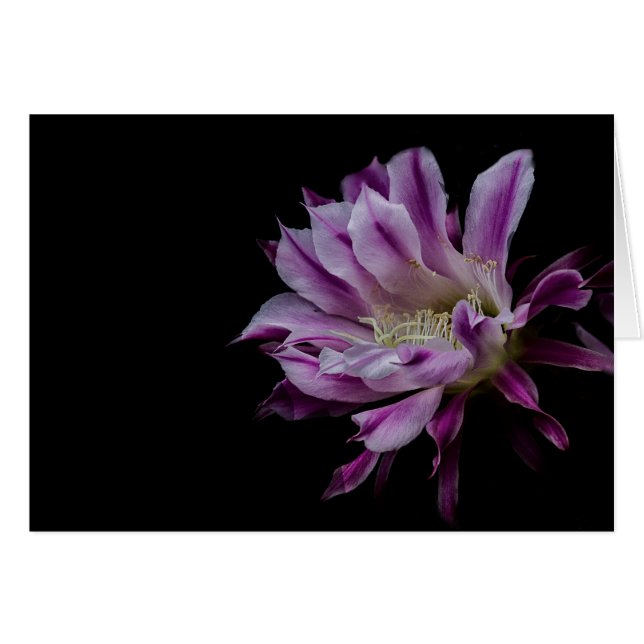 王室のな紫色および白の開花 (正面横)