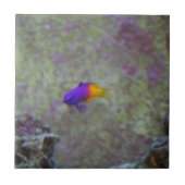 王室のなGramma タイル (正面)