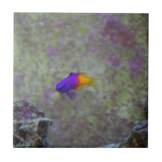 王室のなGramma タイル (正面)