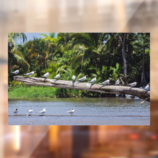 王室の提灯,トルトゥゲロ川河口 – Costa Rica ウィンドウサイン (シート2)