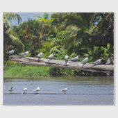 王室の提灯，トルトゥゲロ川河口 – Costa Rica ラッピングペーパー (フラット)