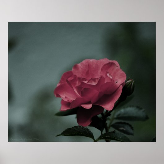 王室の赤面プリント ポスター (正面)