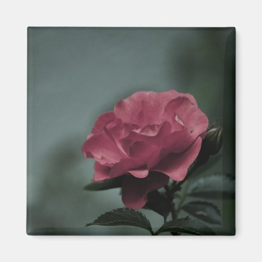 王室の赤面磁石 マグネット (正面)