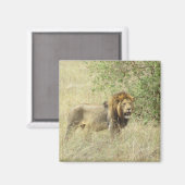 王権獅子 マグネット (正面/裏面)