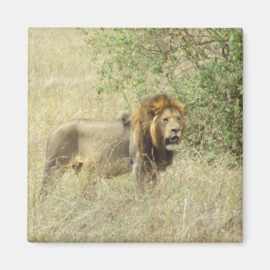 王権獅子 マグネット (正面)