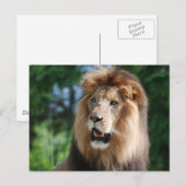 王獅子 ポストカード (正面/裏面)