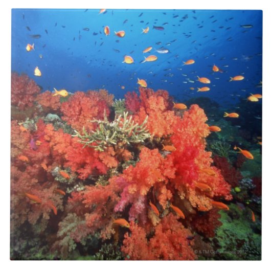 珊瑚および魚 タイル (正面)