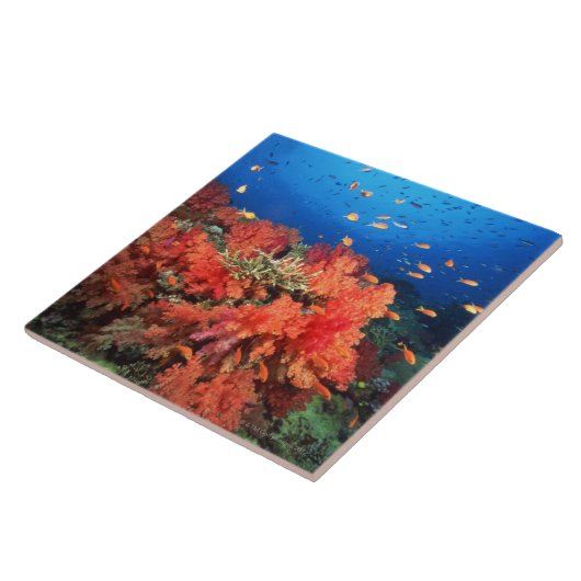 珊瑚および魚 タイル (側面)