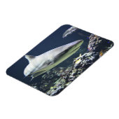 珊瑚の中を泳ぐヒメザメ マグネット (左側)